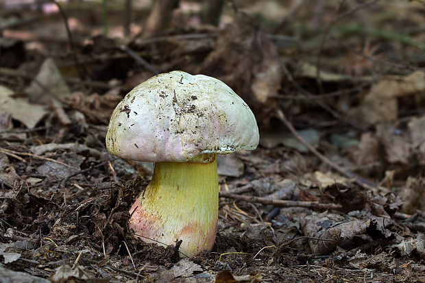 hríb satanský Rubroboletus satanas f. satanas (Lenz) Kuan Zhao & Zhu L. Yang