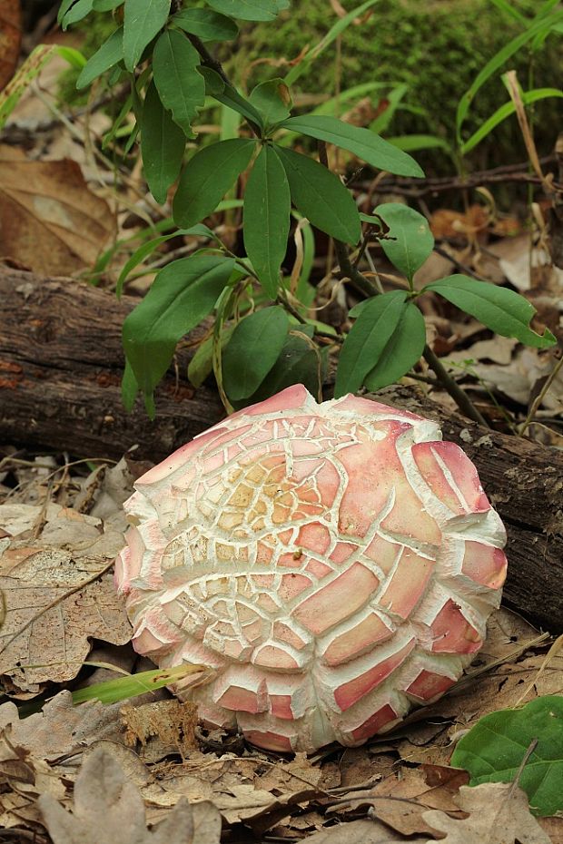 plávka Russula sp.