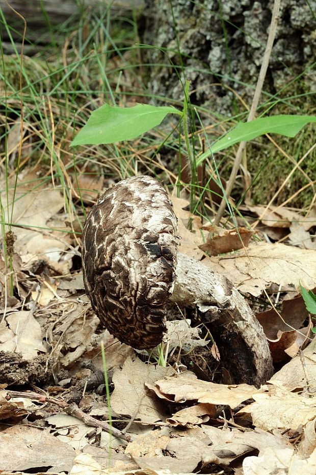 šiškovec šupinatý Strobilomyces strobilaceus (Scop.) Berk.