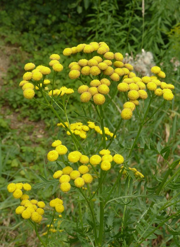 vratič obyčajný Tanacetum vulgare L.