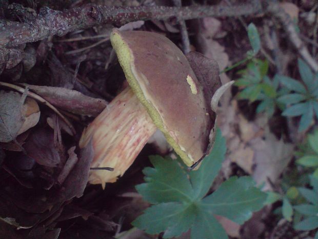 suchohríb Xerocomus sp.