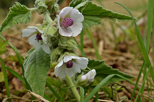 ibiš lekársky Althaea officinalis L.