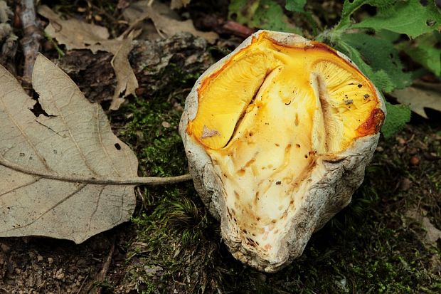 muchotrávka cisárska   (vykopnutá plodnica) Amanita caesarea (Scop.) Pers.