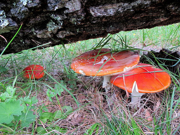 muchotrávka červená Amanita muscaria (L.) Lam.