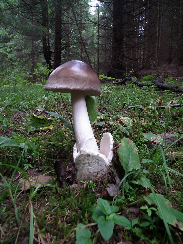 muchotrávka pošvatá Amanita vaginata (Bull.) Lam.