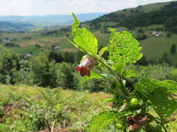 ľuľkovec zlomocný Atropa bella-donna L.