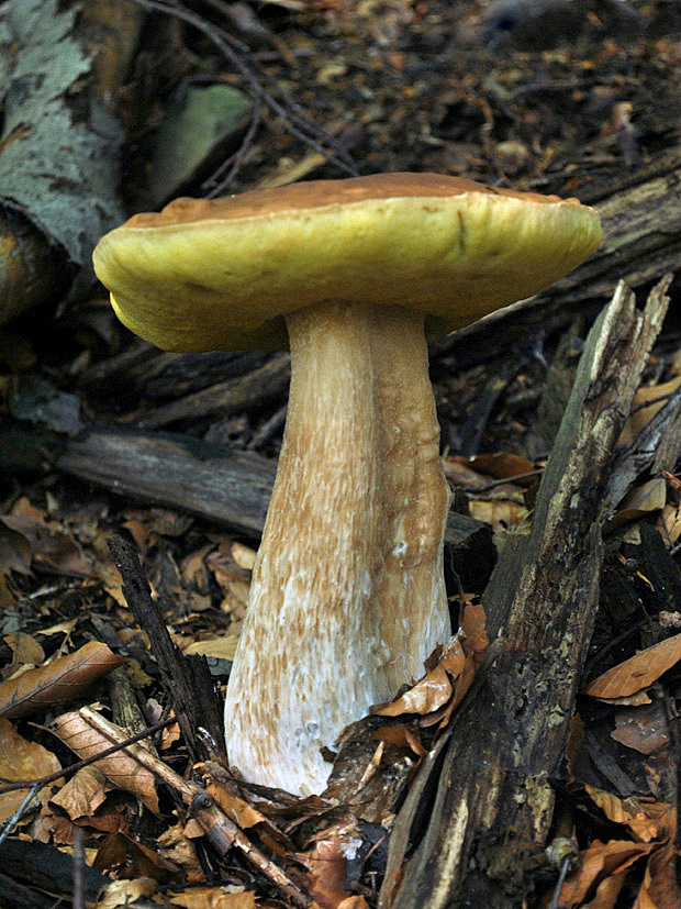 hríb smrekový Boletus edulis Bull.