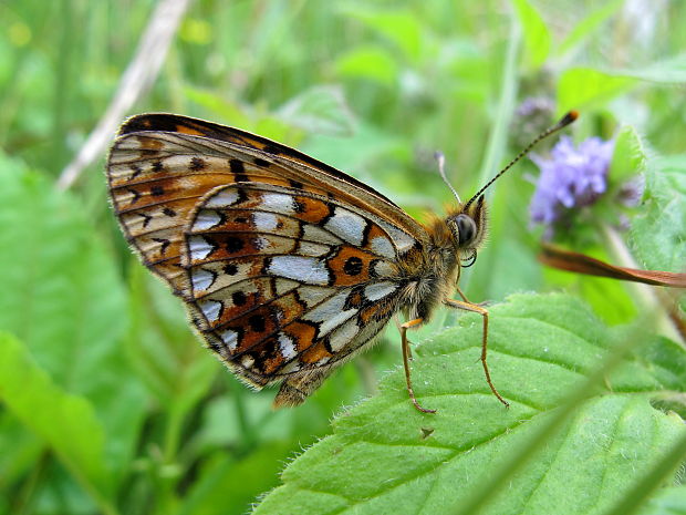 perlovec dvanastskvrnny Boloria selene