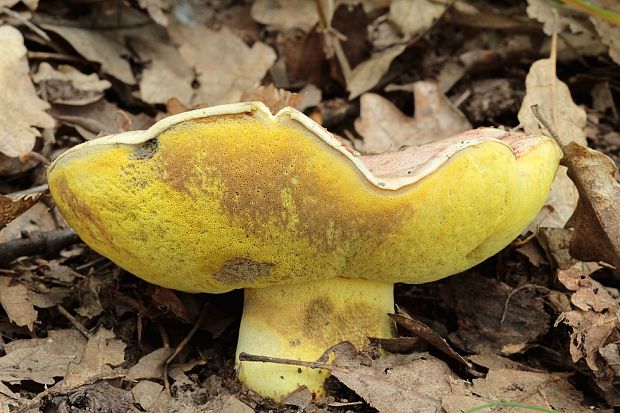 hríb kráľovský Butyriboletus regius (Krombh.) D. Arora & J.L. Frank