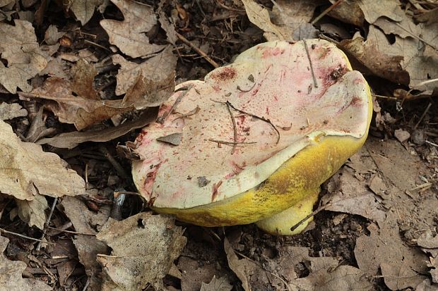 hríb kráľovský Butyriboletus regius (Krombh.) D. Arora & J.L. Frank