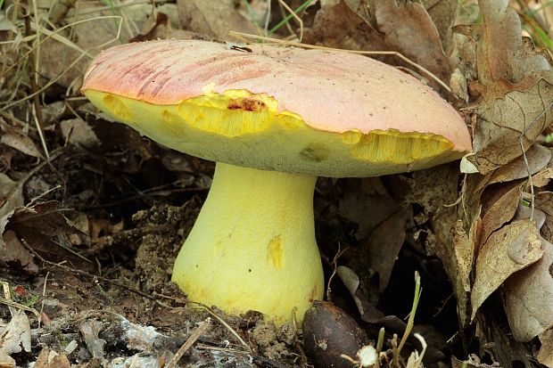 hríb kráľovský Butyriboletus regius (Krombh.) D. Arora & J.L. Frank