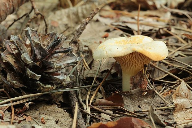 kuriatko jedlé Cantharellus cibarius Fr.