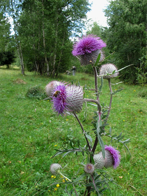 pichliač bielohlavý Cirsium eriophorum (L.) Scop.