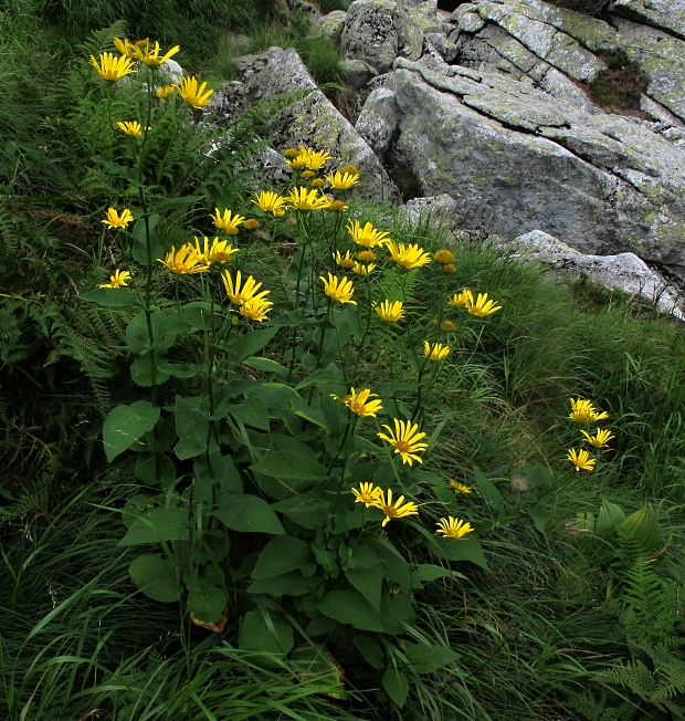 kamzičník rakúsky Doronicum austriacum Jacq.