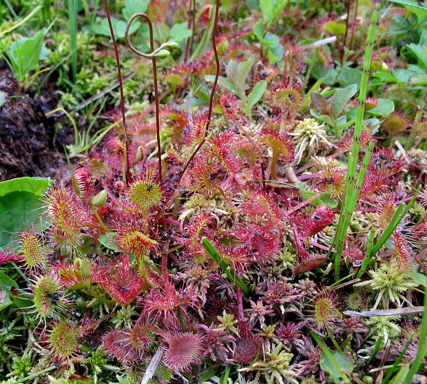 rosička okrúhlolistá Drosera rotundifolia L.