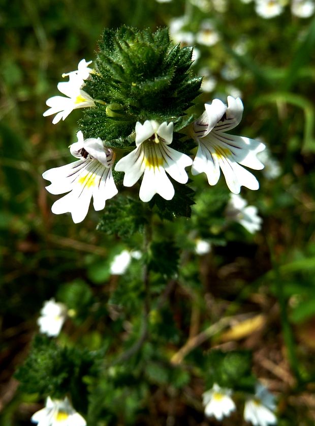 očianka rostkovova Euphrasia rostkoviana Hayne