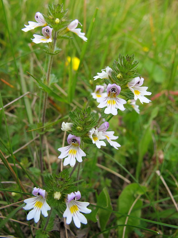 očianka Euphrasia sp.