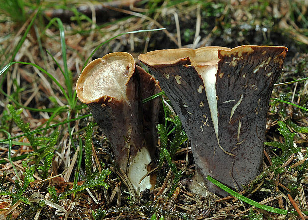 lievikovec kyjakovitý Gomphus clavatus (Pers.) Gray