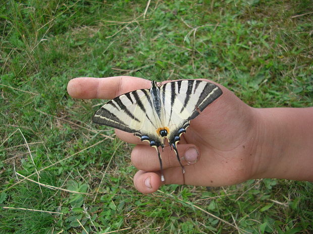 vidlochvost ovocný Iphiclides podalirius