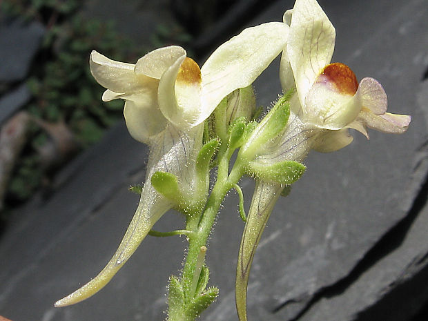 pyštek Linaria supina (L.) Chaz.