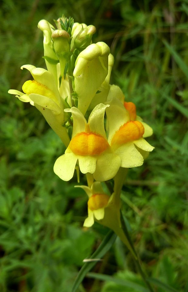 pyštek obyčajný Linaria vulgaris Mill.