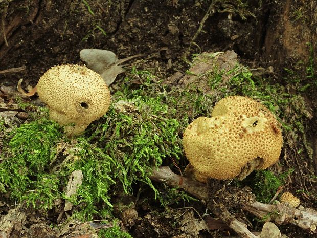 prášnica Lycoperdon sp.