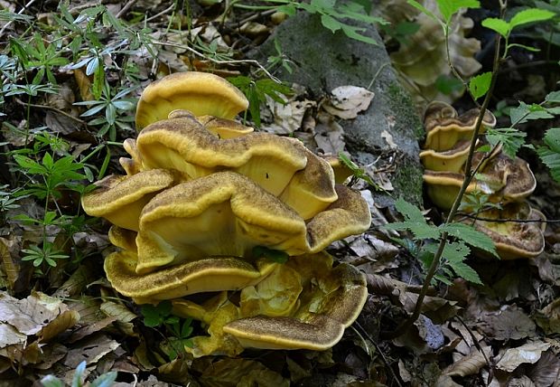 vejárovec obrovský Meripilus giganteus (Pers.) P. Karst.