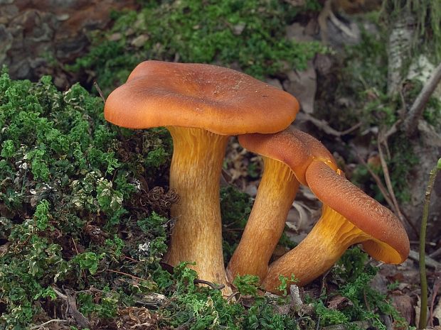 kališník hnedooranžový Omphalotus olearius (DC.) Singer