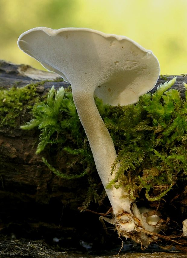 trúdnik Polyporus sp.