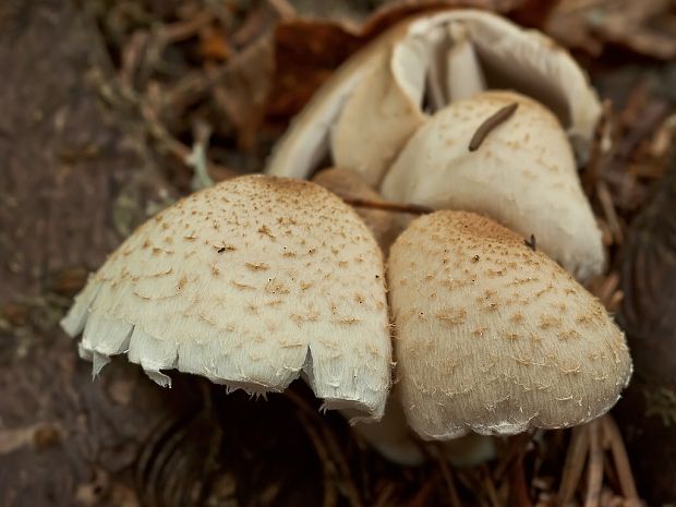 drobuľka vláknitošupinkatá Psathyrella cotonea (Quél.) Konrad & Maubl.