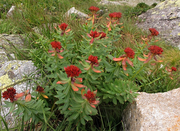 rozchodnica ružová Rhodiola rosea L.