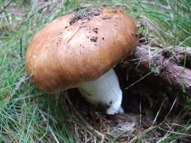 plávka lasičia ? Russula mustelina ? Fr.