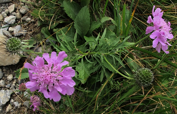 hlaváč lesklý Scabiosa lucida Vill.