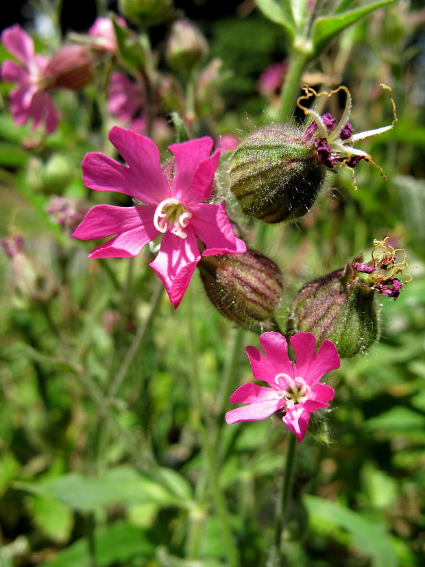 silenka červená Silene dioica (L.) Clairv.