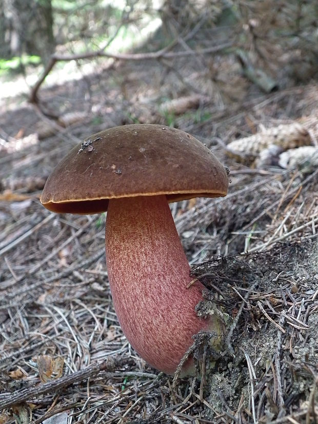 hríb zrnitohlúbikový Sutorius luridiformis (Rostk.) G. Wu & Zhu L. Yang