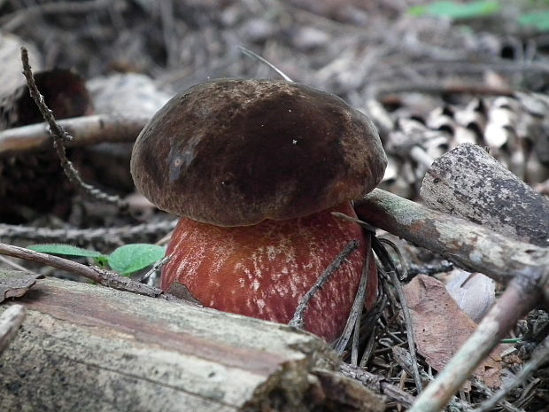 hríb zrnitohlúbikový Sutorius luridiformis (Rostk.) G. Wu & Zhu L. Yang