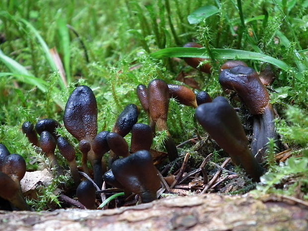 žezlovka srnková Tolypocladium ophioglossoides (J.F. Gmel.) Quandt, Kepler & Spatafora