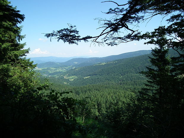 Orava