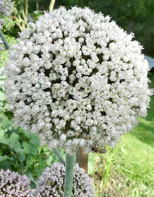 cesnak pórový Allium porrum L.