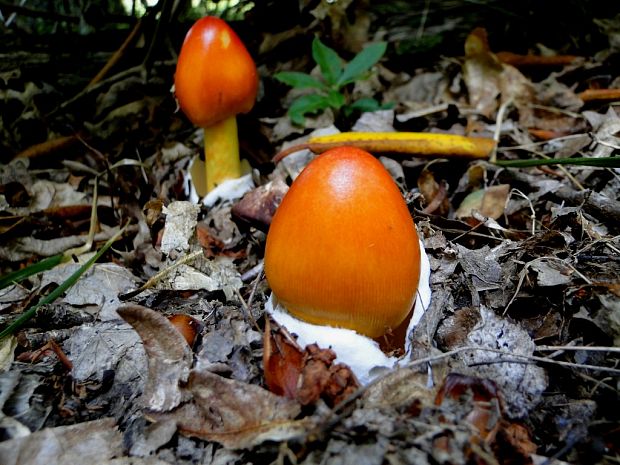 americka Muchotrávka cisárska Amanita jacksonii  Pomerleau