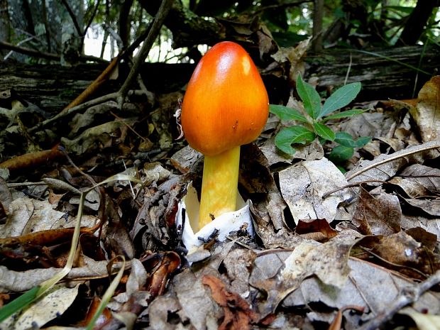 americka Muchotrávka cisárska Amanita jacksonii Pomerlau