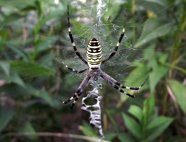 križiak pásavý Argiope bruennichi