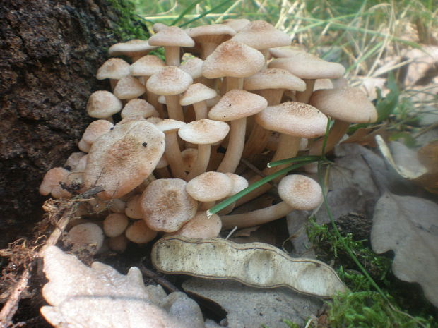 podpňovka bezprsteňová Armillaria socialis (DC.) Fayod