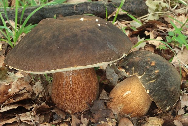 hríb bronzový Boletus aereus Bull. ex Fr.