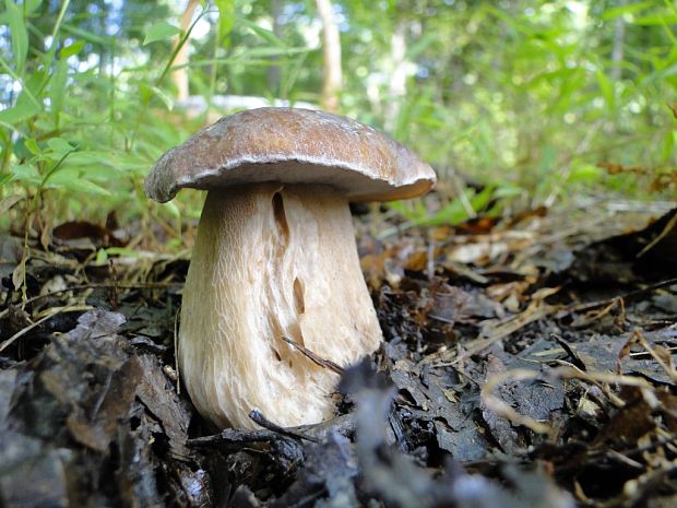 hríb dubový Boletus reticulatus Schaeff.