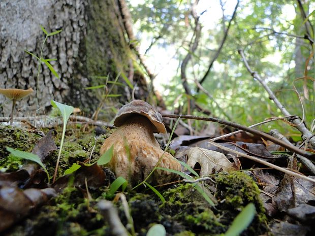 hríb dubový Boletus reticulatus Schaeff.