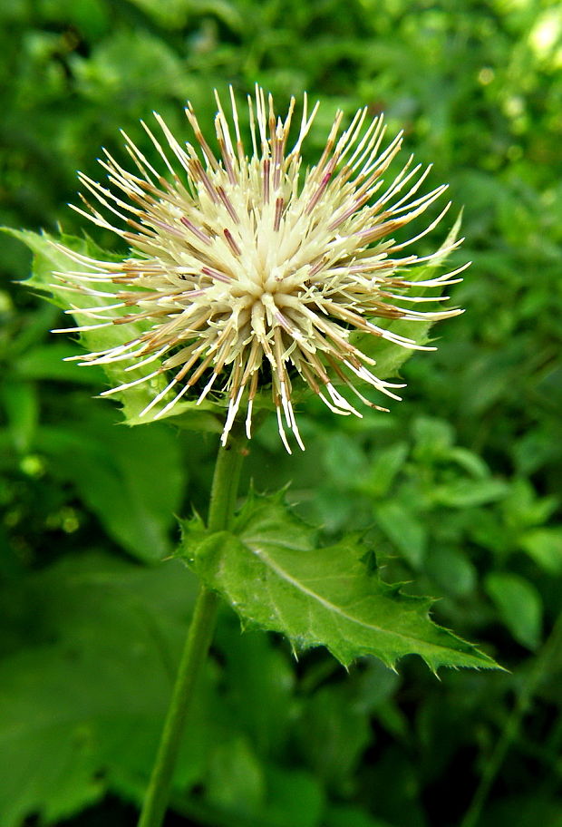 pichliač zelinový Cirsium oleraceum (L.) Scop.