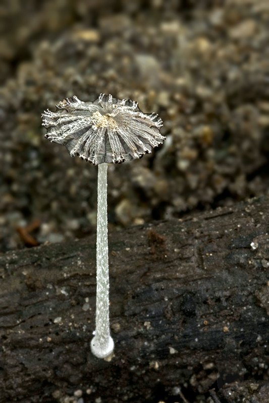 hnojník Coprinus sp.