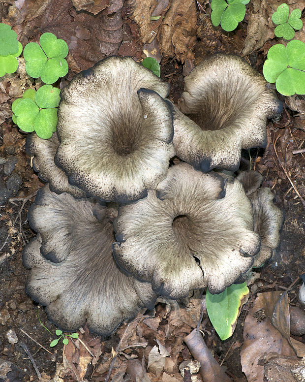 lievik trúbkovitý Craterellus cornucopioides (L.) Pers.