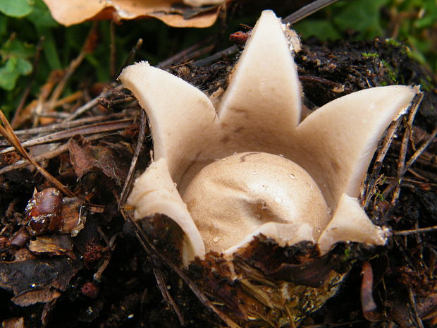 hviezdovka strapkatá Geastrum fimbriatum Fr.